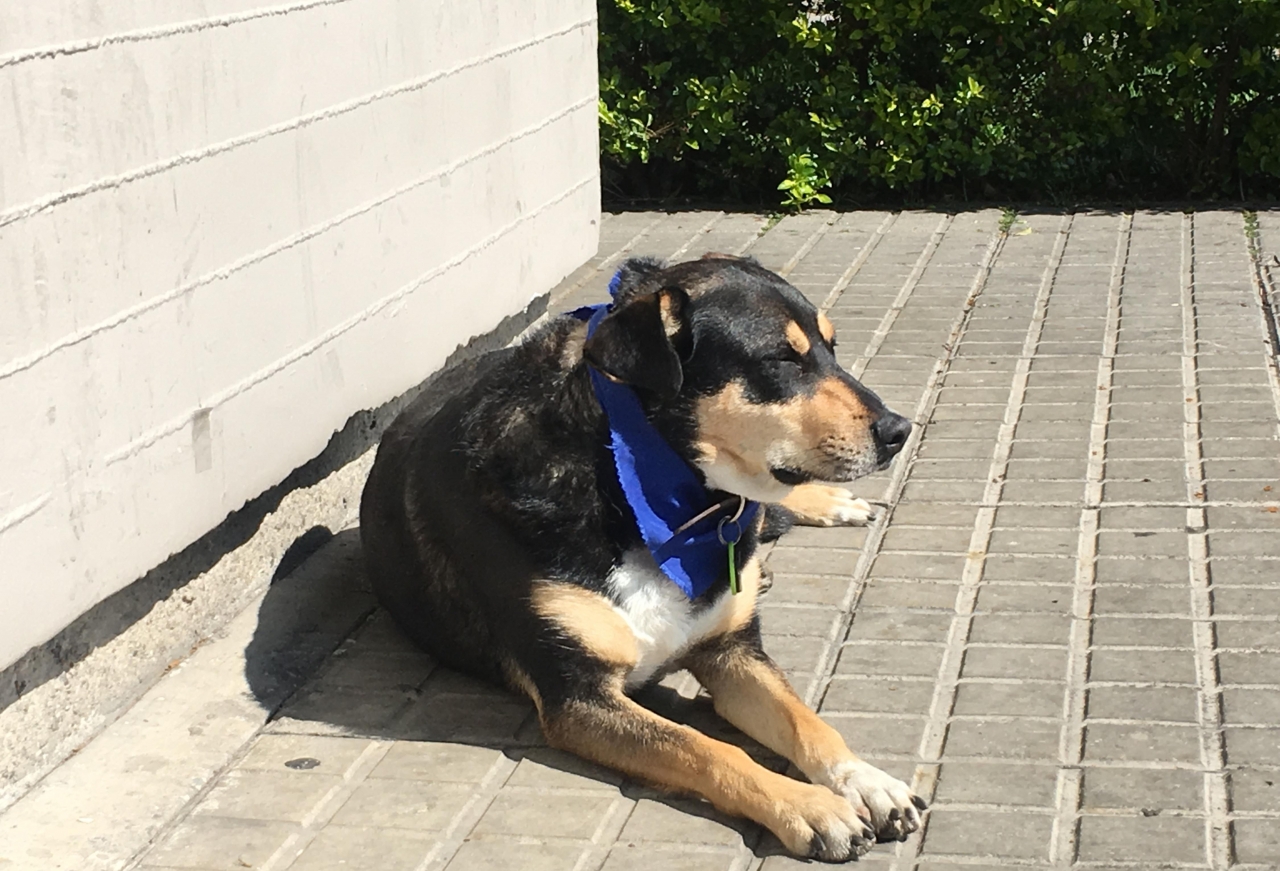 &#039;Jacko&#039;, el perro adoptado por la Policía. Carlos Ladino.|||