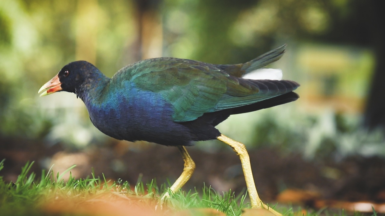 Florecita, la tingua azul que logró escapar del cautiverio y volver a la libertad