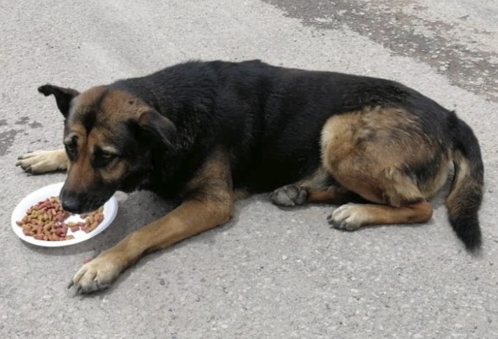 Perro callejero que recibe alimento por parte de una fundaci&oacute;n