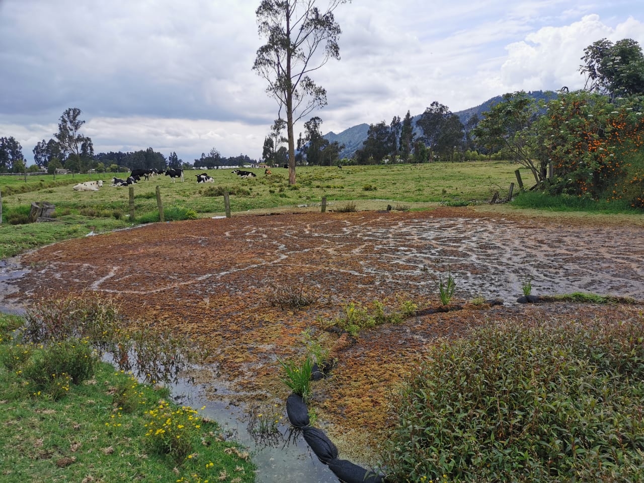 El humedal aislado: El renacimiento de La Chucua