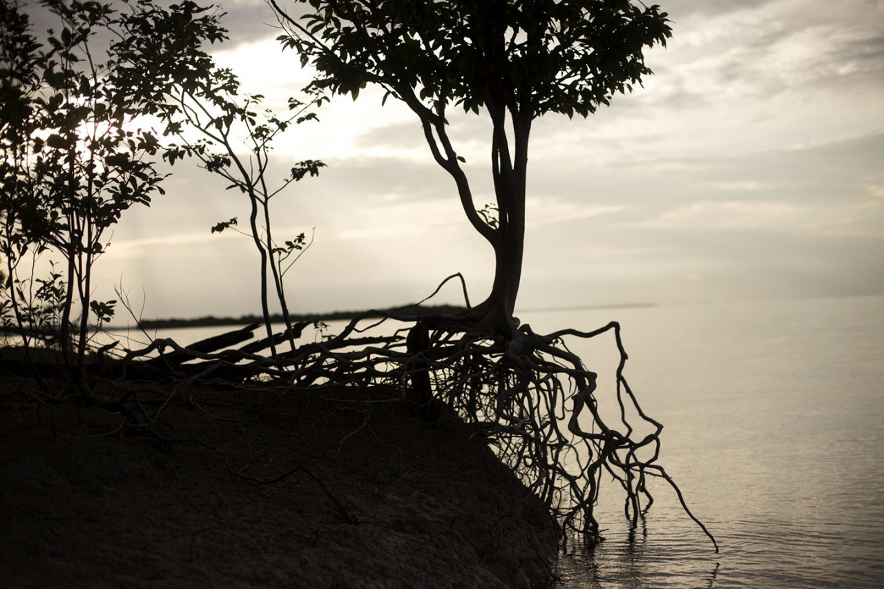 En 2020 el Amazonas perdió 2.3 millones de hectáreas, de las cuales 500 se encontraban en territorio colombiano|||