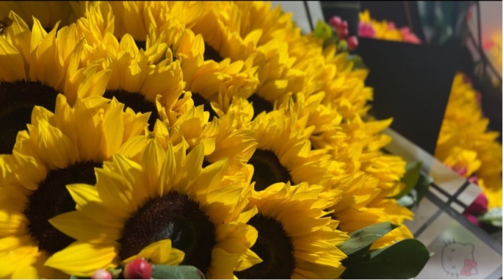 En los cultivos de Colombia, miles de mujeres trabajan largas jornadas para que las flores colombianas lleguen frescas a destinos internacionales.