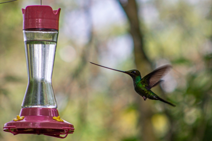 El agua azucarada: &iquest;un da&ntilde;o para los colibr&iacute;es?