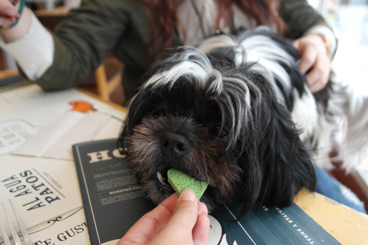 Pet friendly, la nueva iniciativa de los restaurantes bogotanos