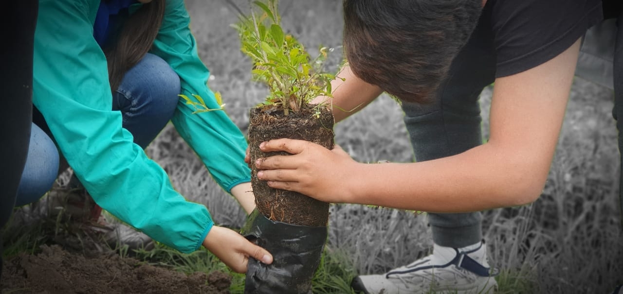 Plantación de arboles en la vereda Márquez|||