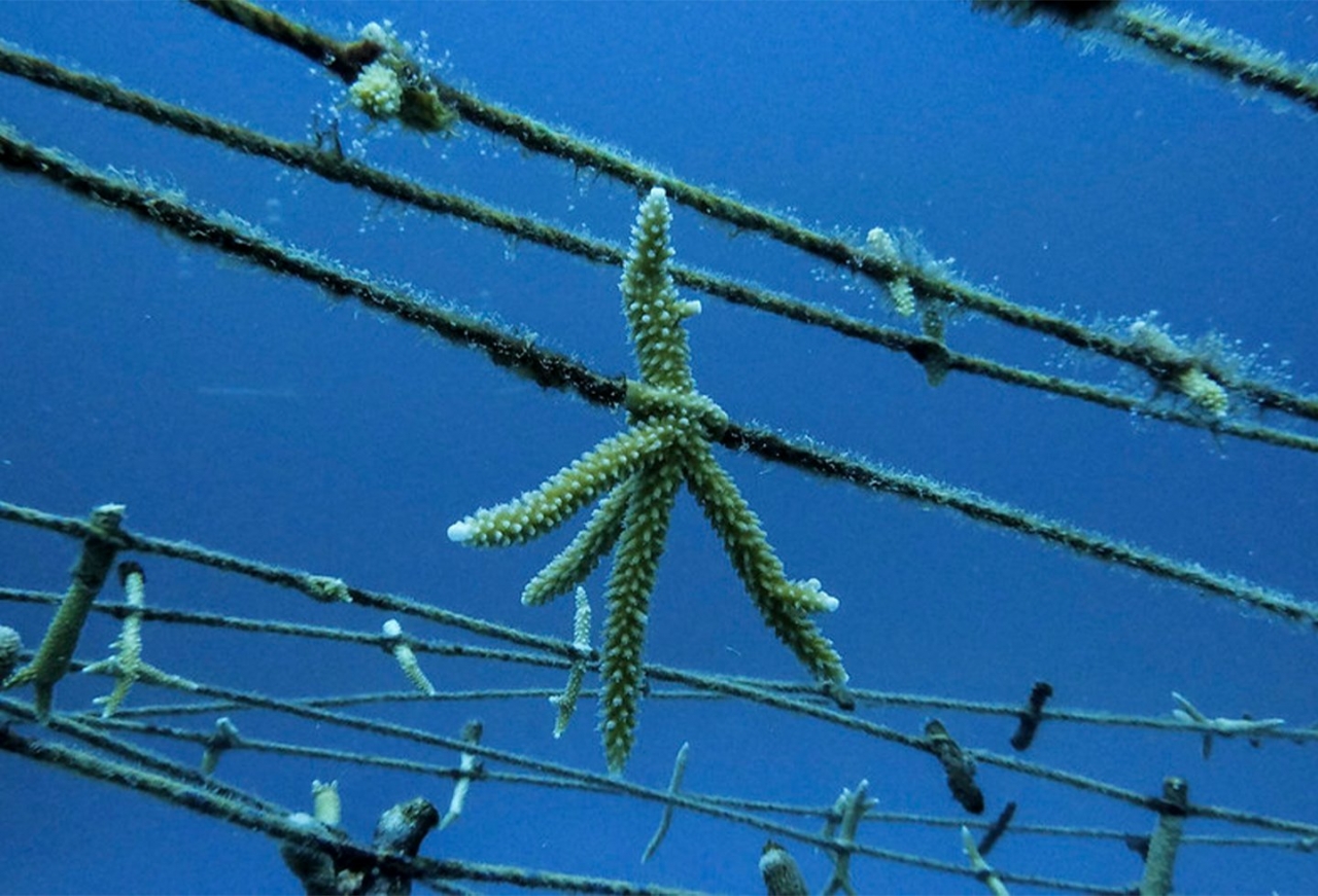 Los arrecifes de coral cuentan con varios proyectos para su preservación en Colombia