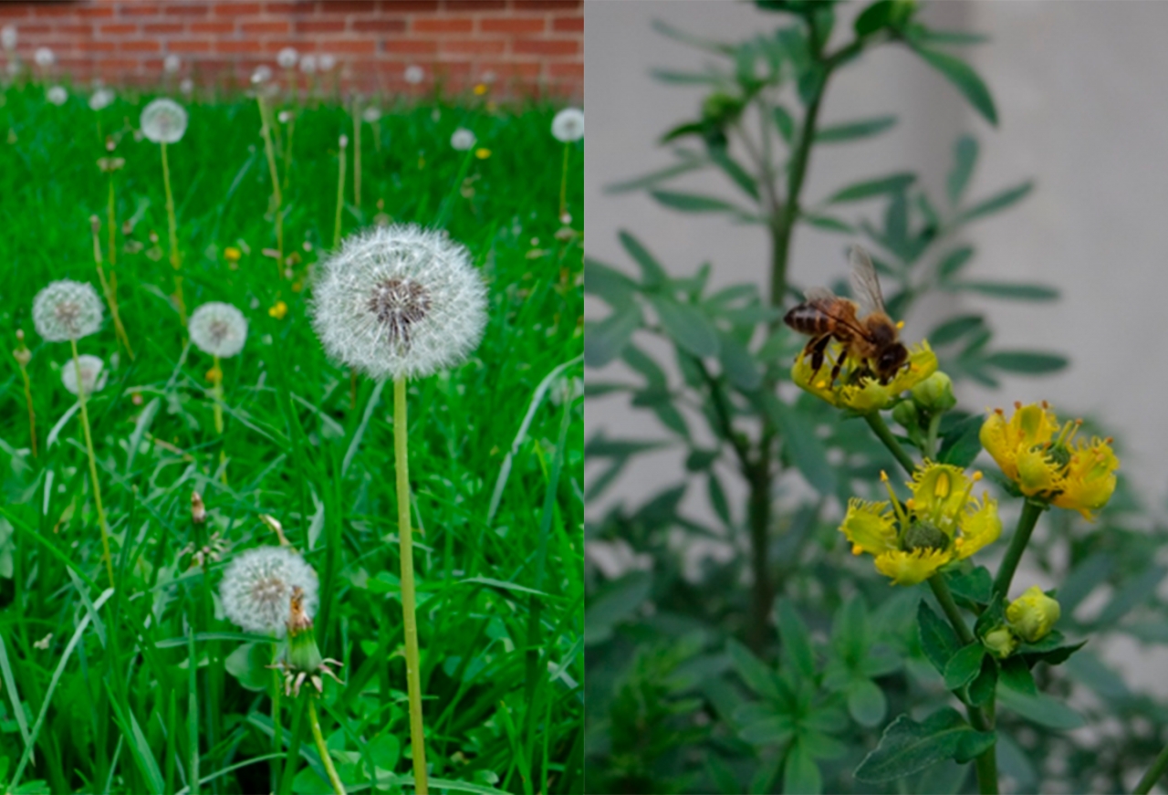 Sin personas al rededor, la fauna y flora actúan con libertad.|Quienes antes permanecían solos, ahora no lo están.|Ahora algunos permaneces afuera de los hogares.|Acatar a las medidas de seguridad es indispensable.|La virtualiad y el encierro ahora hacen parte de la vida.|||