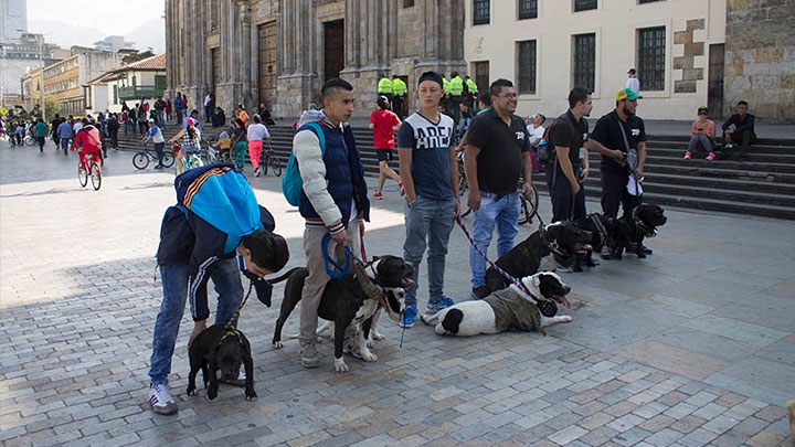 Organizado por parte de Pitbull Bogot&aacute; el Domingo 19 de Febrero, se realiza el plat&oacute;n por los derechos de los perros raza pitbull. Los l&iacute;deres del plant&oacute;n se encuentran alineados buscando presencia de la gente que transcurre la plaza de Bolivar.