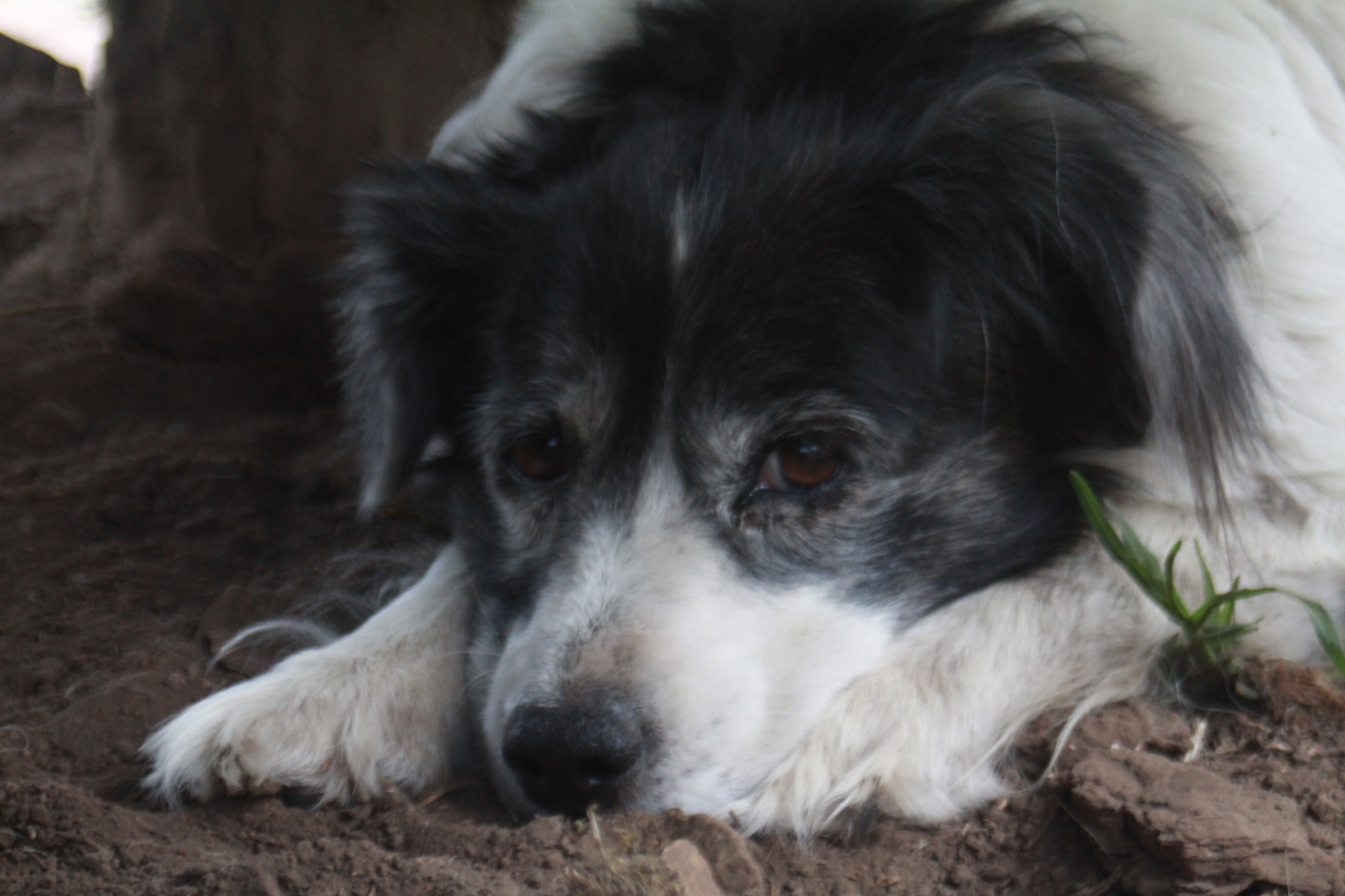 El temor y la ignorancia provocan abandonos y agresiones contra animales durante la pandemia