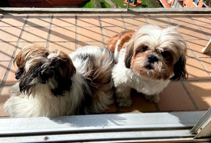 Ramona y Lupita son dos perritas Shitzu de 8 meses y 6 a&ntilde;os