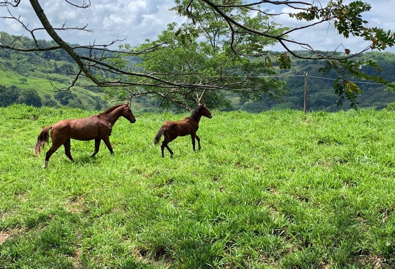 Caballos finca La Francia|||