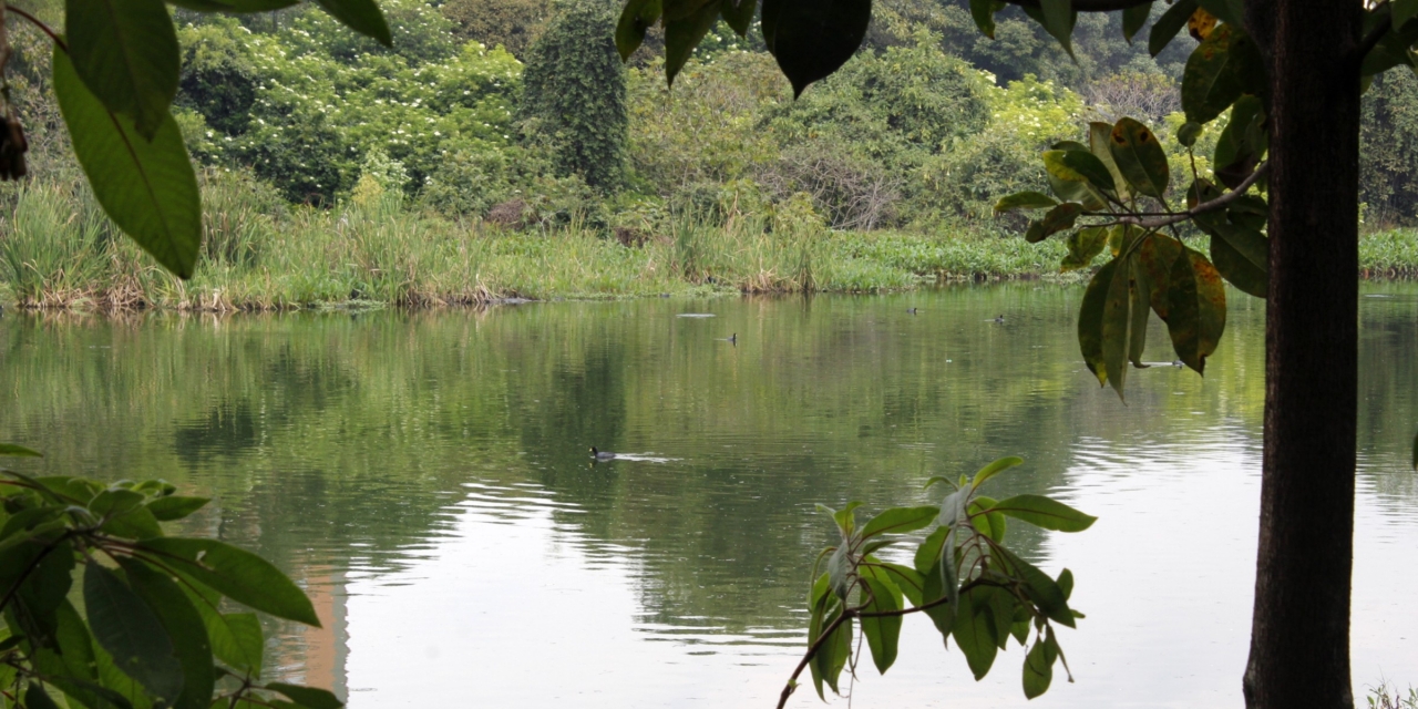 Animales en peligro de extinción: una de las problemáticas de los humedales en Bogotá