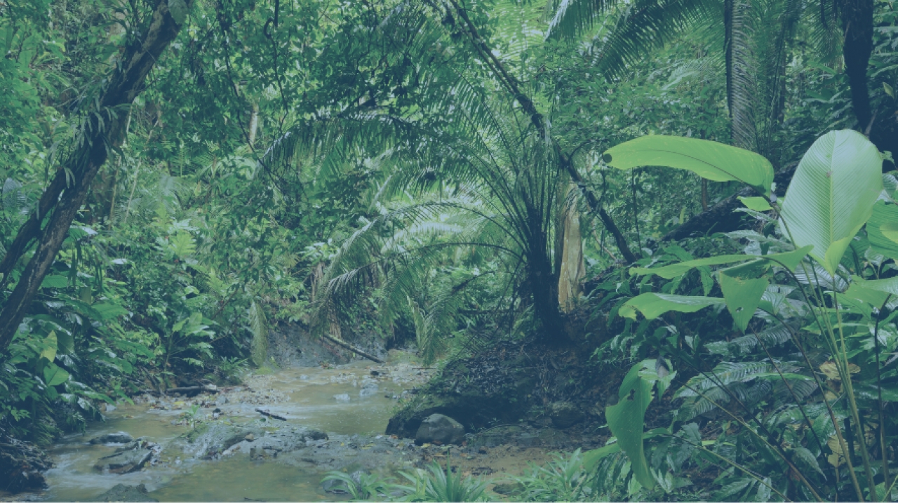 Selva|||
