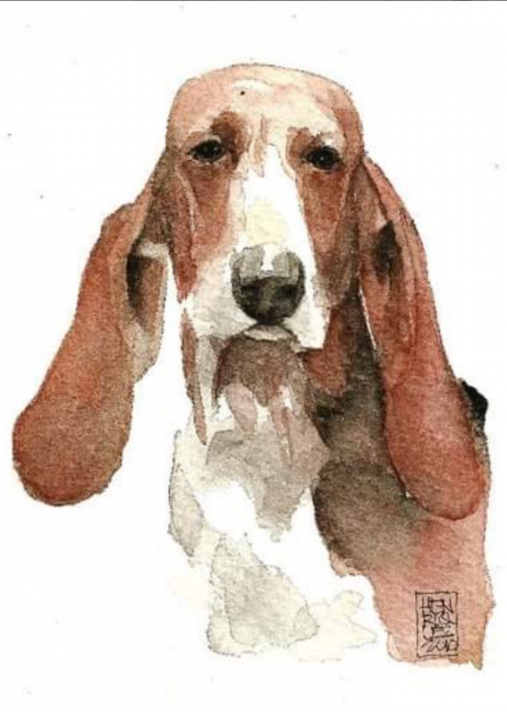 Dibujo de Beagle