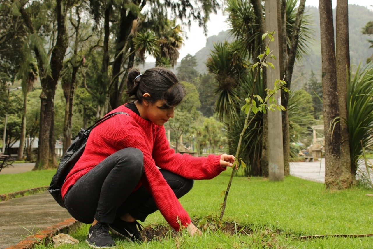 Siembra de árboles en el Parque Nacional Enrique Olaya Herrera. Crédito de la foto: Silvia Bayona|||