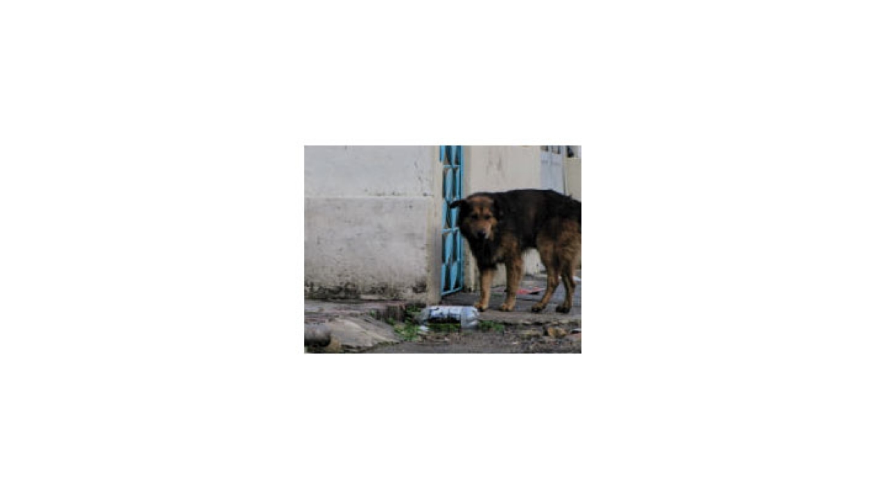 Esterilización: mejor estrategia de control