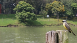Sirirí Común (Tyrannus melancholicus) en el Parque Simón Bolívar|||