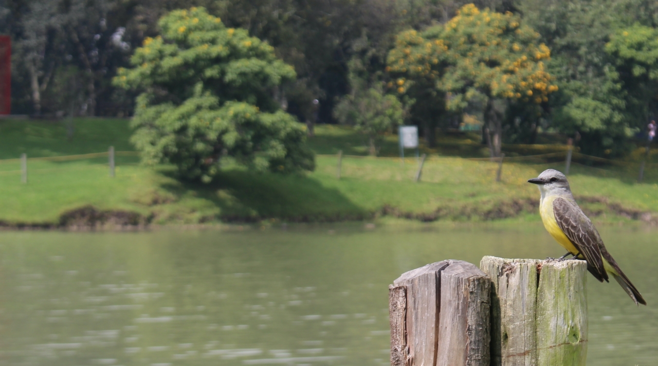 Sirirí Común (Tyrannus melancholicus) en el Parque Simón Bolívar|||