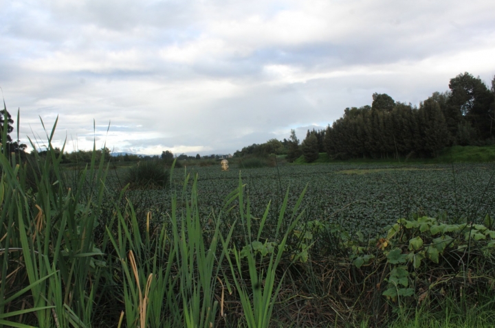 El Gualí en el sector de Tres Esquinas del municipio de Funza se divisa repleto de buchón.