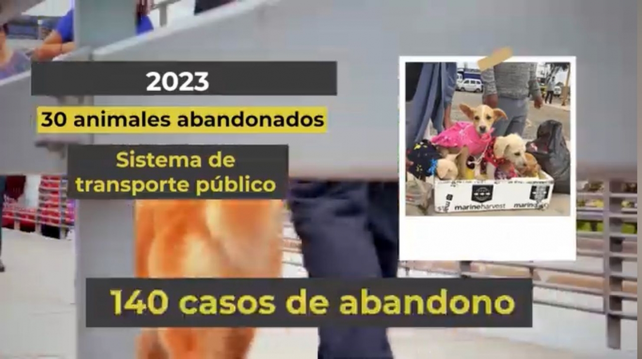 Abandono de animales en el Sistema de Transporte Público|||
