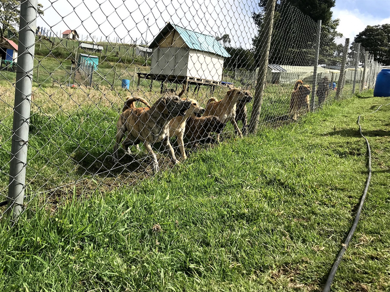 Fundación Peluditos con Futuro, protegiendo a los perros abandonados de Bogotá