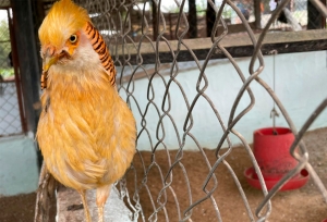 El espécimen que aparece en la foto, corresponde a un Faisán Dorado, también conocido como Faisán Chino. Entre las diferentes especies que hay en la granja, se encuentran los faisanes.|Entrada al Refugio de Fauna y Flora Huerta Biológica, en la Vía nueva Mesa de Los Santos - Piedecuesta, Santander.|A la llegada del parque temático se encuentra Jairo Araque, quien tiene 20 años y es estudiante de Medicina Veterinaria, hace 6 años que trabaja en la Granja y amablemente recibe a los visitantes.|Cuando se inicia el recorrido por la granja, los turistas pueden encontrar  y alimentar a una de las aves más grandes del mundo, las avestruces.|De la limpieza del lugar se encarga Andrés Castro, de 21 años, quien trabaja allí desde hace 5 meses.|Jesús Rondón realiza el mantenimiento de los jardines. Tiene 21 años y lleva un año trabajando en la Huerta Biológica.|Al frente de las avestruces se encuentran los patos, que se acercan amigablemente para recibir el alimento que les pueden dar los visitantes.|Con el rastrillo en la mano Luis Flórez Cabellero, de 21 años, se encarga del mantenimiento del invernadero. Hace 4 años y medio que trabaja en este refugio.|De izquierda a derecha se observan Jesús Alberto Rondón y Luis Flóres Cabellero. Ambos arreglan uno de los espacios de recreación, que corresponde a la fogata.|En los diferentes espacios del Refugio encontramos a los pavos domésticos, que conviven con otras especies de aves, como los patos y gallinas que se observan.|Los turistas a lo largo del recorrido se encontraran con los equinos, como este amigable caballo que se acerca al muro para saludar.|Martín Flórez de 31 años, es el encargado de cuidar a los caballos, ponys y llamas. Lleva 4 años trabajando en el Refugio.|Entre los atractivos del lugar encontramos a los pavos reales, como este hermoso ejemplar que extiende sus plumas iridiscentes. Normalmente, esta acción la realizan para sus rituales de cortejo y apareamiento.|||