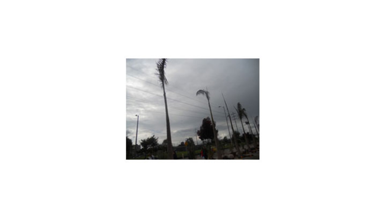 Palmeras ubicadas en la Autopista Norte con 163 en Bogotá.|||