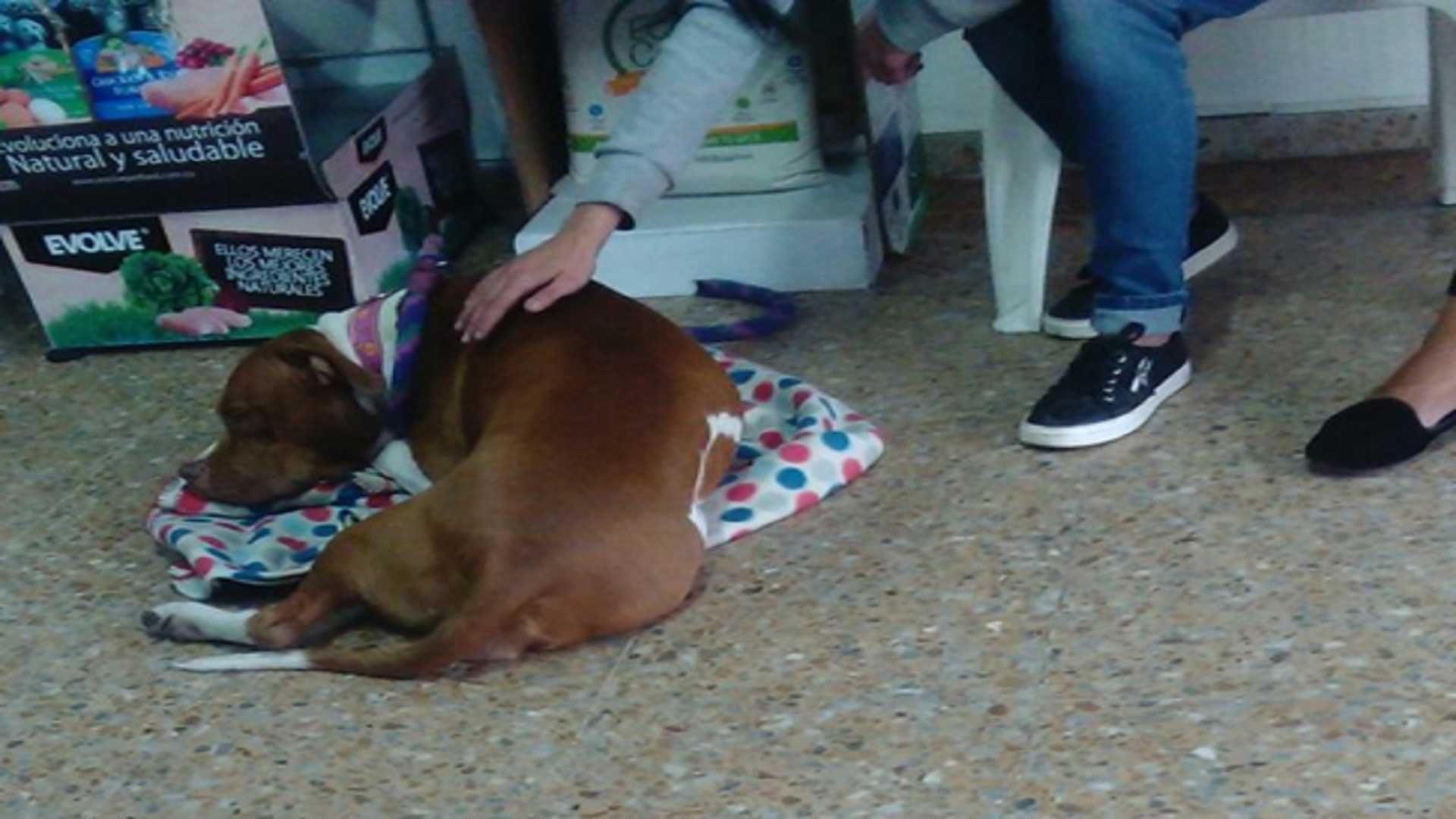 Pitbull hembra que acababa de salir de ser esterilizada en la jornada del 8 de septiembre en Vet In House.||||