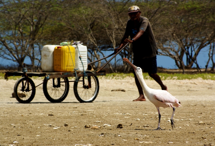 Ah&iacute; viene el agua / Santuario de Fauna y Flora Los Flamencos, La Guajira, 2015