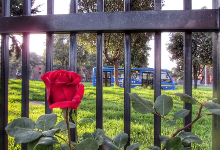 Un rosal crece al interior de un conjunto residencial y, tras la reja, un bus del SITP hace su recorrido pese a estar completamente vac&iacute;o.