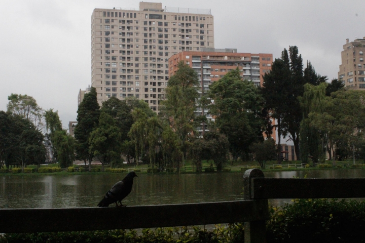 Foto reportaje: Caos compartido: Encuentros entre naturaleza y humanidad