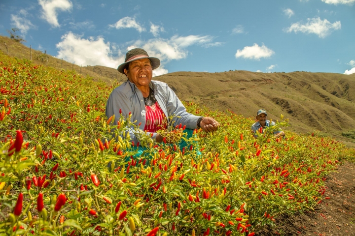 Aj&iacute;: el cultivo del precio justo