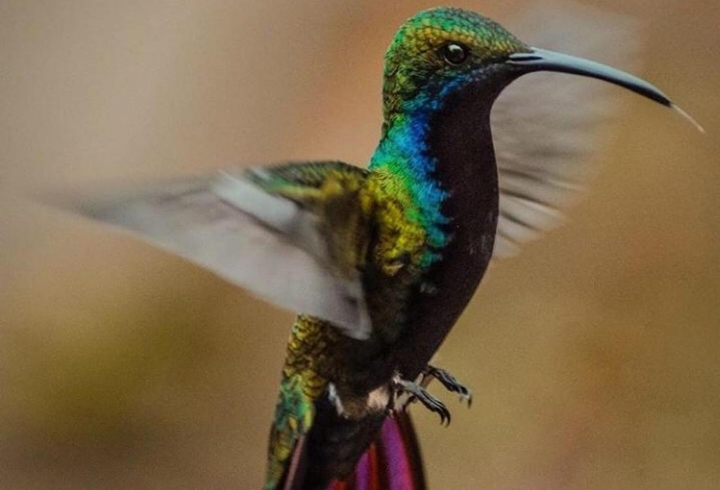 Colores de un colibr&iacute;. San Francisco de Sales, Cundinamarca.