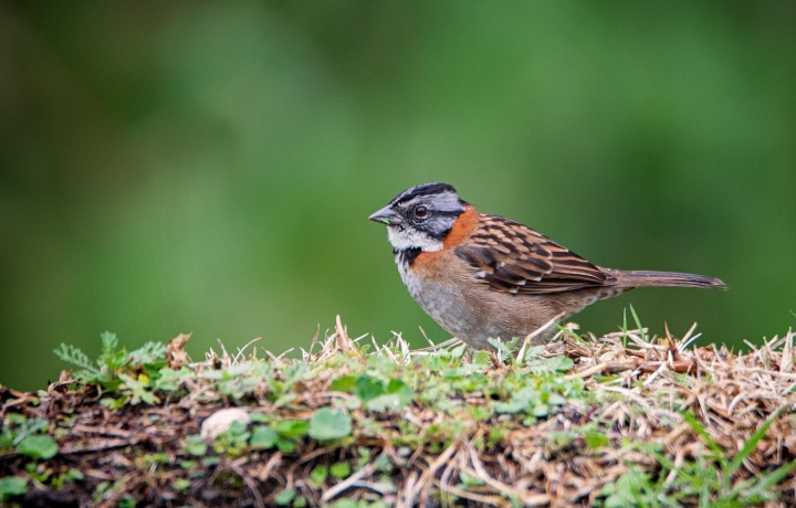 Tambi&eacute;n conocido como Gorri&oacute;n, el Zonotrichia capensises es el ave insignia de Bogot&aacute;.