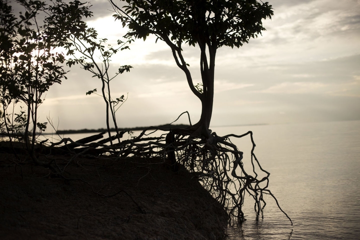 En 2020 el Amazonas perdi&oacute; 2.3 millones de hect&aacute;reas, de las cuales 500 se encontraban en territorio colombiano