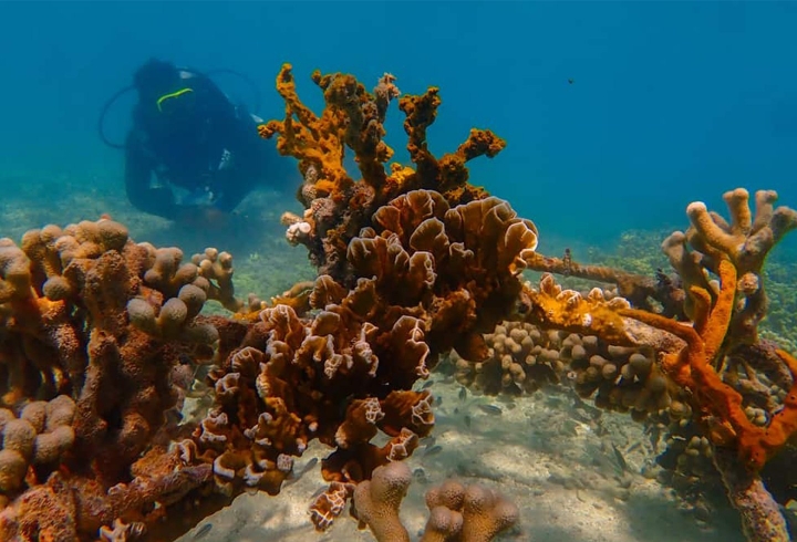 La organizaci&oacute;n Corales de paz adem&aacute;s de ense&ntilde;ar a bucear, promueve los conocimientos de la restauraci&oacute;n coralina a sus clientes