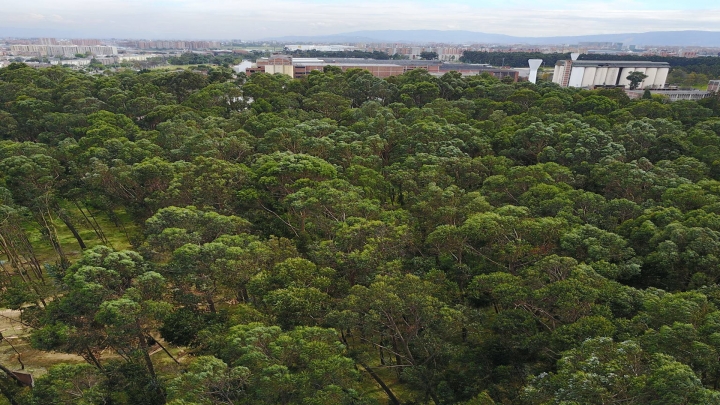&iquest;Qu&eacute; afectaciones tendr&iacute;a la tala del Bosque Bavaria?