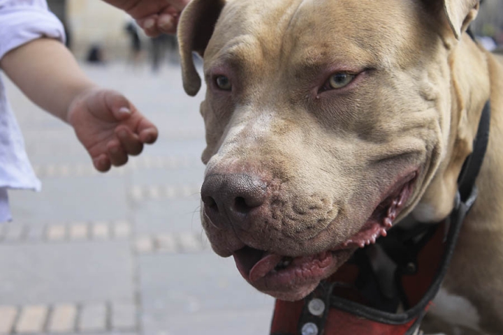 Este es un Pitbull, una raza peligrosa. Es la cara del terror seg&uacute;n la polic&iacute;a nacional