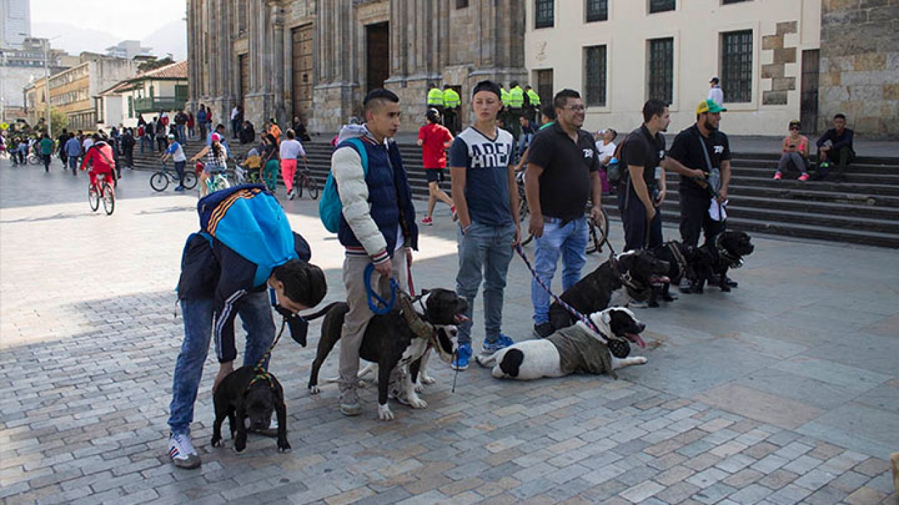Organizado por parte de Pitbull Bogotá el Domingo 19 de Febrero, se realiza el platón por los derechos de los perros raza pitbull. Los líderes del plantón se encuentran alineados buscando presencia de la gente que transcurre la plaza de Bolivar.|Ivan Ricardo Rodriguez fue el organizador en cabeza de este evento. Aunque su Pitbull murió días previos al plantón, él fue a hacer presencia y a regar la voz sobre los distintos cambios a los dueños de Pitbulls y razas peligrosas.|Este es un Pitbull, una raza peligrosa. Es la cara del terror según la policía nacional|1. Junto a los Pitbull como razas peligrosas se encuentran los Rotwailer, los Pastores Alemanes, los Terrier y distintas razas que a partir de su tamaño son categorizadas en general como peligro social. Debe tenerse en cuenta que no todos los miembros de estas razas son peligrosos y que incluso animales de otras razas si llegarían a ser peligrosos como algunos Dalmata.|Aunque esta familia no posee un Pitbull o raza peligrosa, junto a su pug decidieron hacer presencia y apoyar la causa.|Artículo 124 del código nacional de policía y convivencia, apartado séptimo: Tolerar, permitir o inducir por acción u omisión el que un animal ataque a una persona, a un animal o a bienes de terceros|Pitbulls como Beto son estigmatizados día a día por las personas que creen que todos los Pitbull son peligrosos, así lo dice su dueño Fernando martinez|El artículo 124 del Código nacional de policía y convivencia, en su numeral cuarto estipula que, trasladar un canino de raza potencialmente peligrosa (como lo son los pitbull) en el espacio público sin el uso de bozal, tralla o demás implementos establecidos por la norma vigente. El incumplimiento de esta norma implica una multa de segundo grado.|Freddy Carreño dedica parte de su vida a rescatar perros de la calle, en su hombro se encuentra Kira, la pitbull que rescató del Bronx y quien por falta de vacunas no ha podido caminar junto a los demás Pitbull|Se encuentran los participantes del plantón escuchando la problematica que tienen frente a ellos, la implementación de distintas normas que los afectarán económicamente.|||
