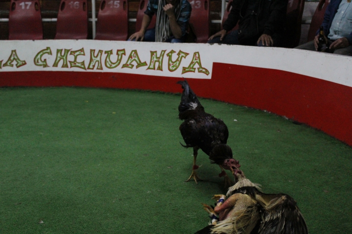 Las peleas de gallos contin&uacute;an en Bogot&aacute;.