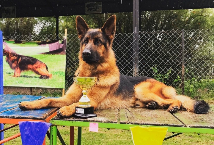 Draco es un Pastor Alem&aacute;n de 3 a&ntilde;os