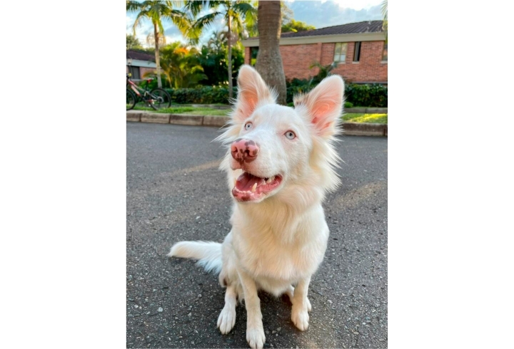 Mila es una perrita de 1 a&ntilde;o, fue comprada durante la pandemia