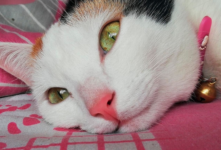 Jade es una gata criolla de 4 a&ntilde;os