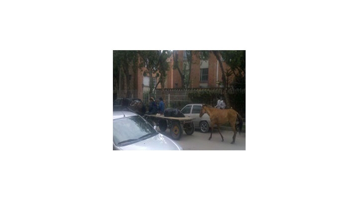 Algunos caballos a&uacute;n circulan por las calles de Bogot&aacute;.