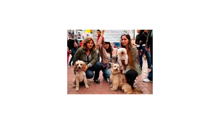 Hasta 40 millones de pesos y 36 meses de c&aacute;rcel podr&iacute;an incrementar las penas por maltrato animal en este proyecto de ley.