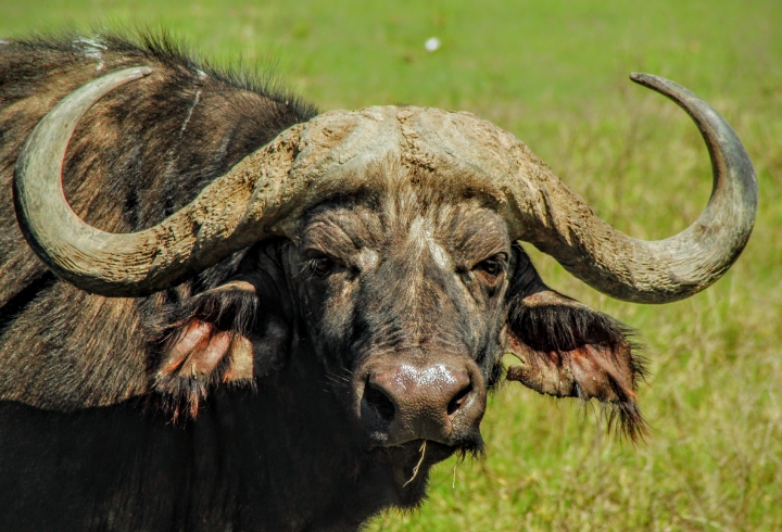 Cr&oacute;nica desde el cr&aacute;ter Ngorongoro, la caldera volc&aacute;nica m&aacute;s grande del mundo
