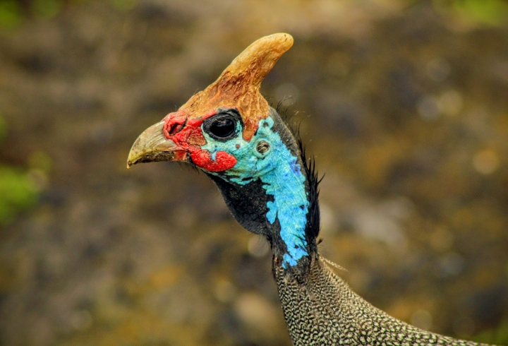 Cr&oacute;nica desde el cr&aacute;ter Ngorongoro, la caldera volc&aacute;nica m&aacute;s grande del mundo