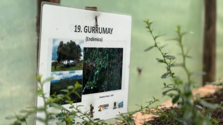 Gurrumay en crecimiento.