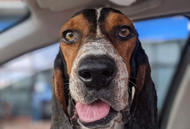 Rayo despu&eacute;s de su proceso de recuperaci&oacute;n con la fundaci&oacute;n Doggy in Home