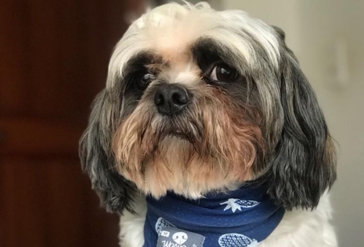 Bruce en su nuevo hogar, despu&eacute;s de su proceso en Dogs and Hugs